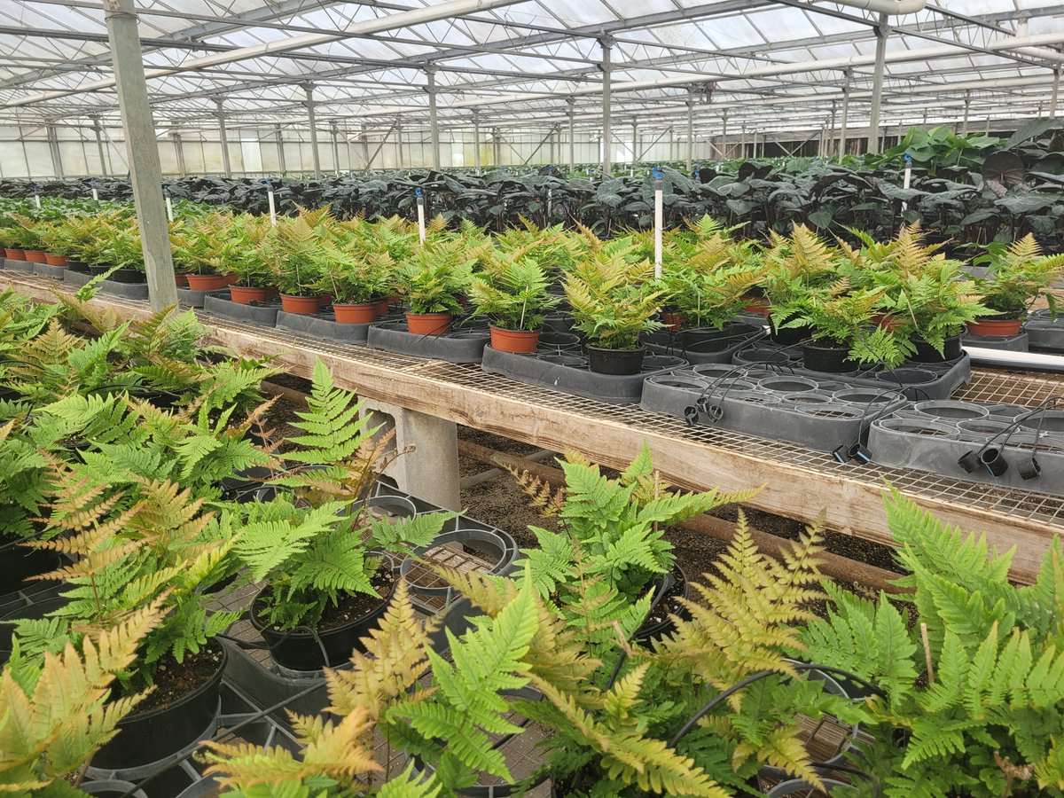 Vanessa Vassilaros tweet media