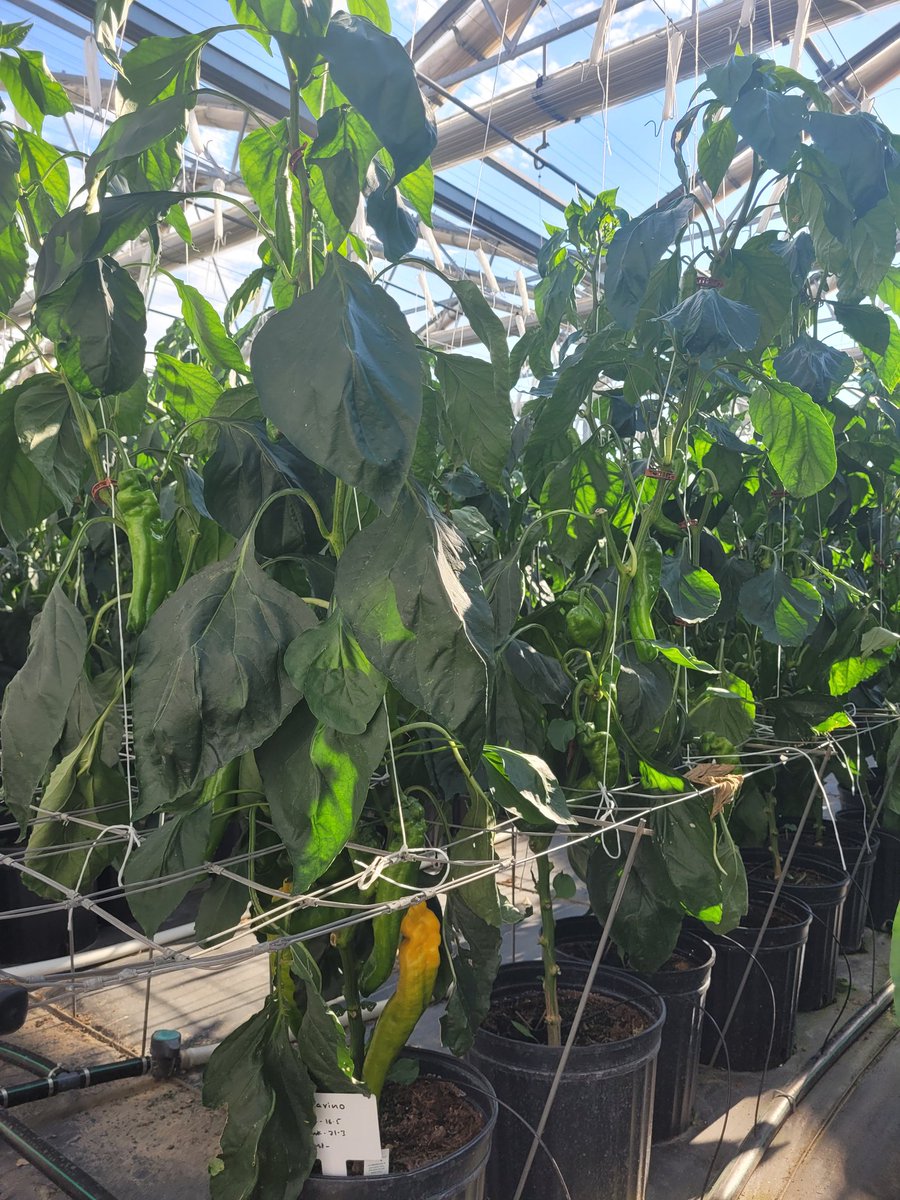 Vanessa Vassilaros tweet media