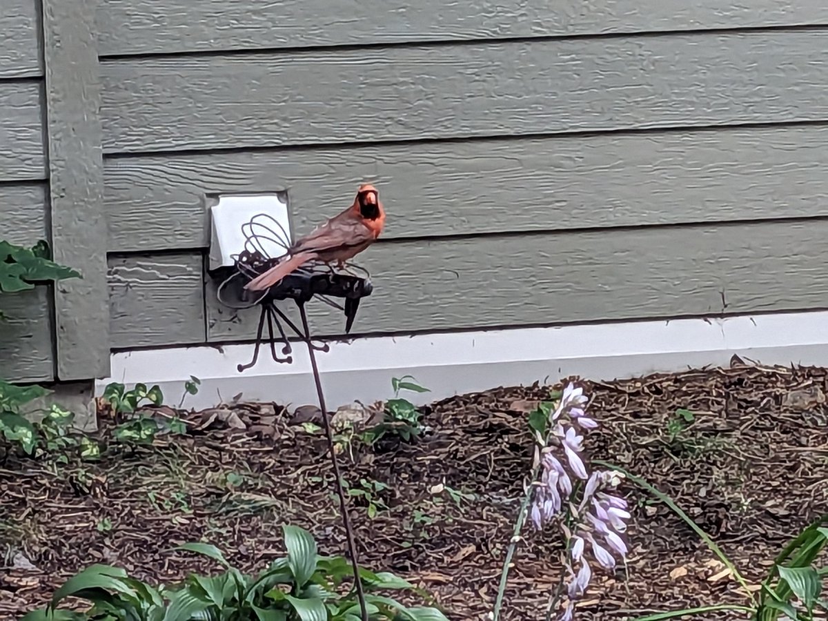 troydavison1d's tweet photo. A baby Cardinal has been sitting on my patio for a half hour. The parents are staying close and feeding it occasionally but they don't seem to have a plan. 😬 https://t.co/YCfF9zYGyU