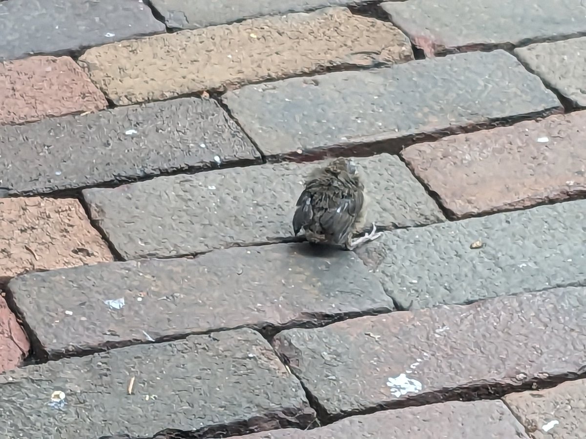 troydavison1d's tweet photo. A baby Cardinal has been sitting on my patio for a half hour. The parents are staying close and feeding it occasionally but they don't seem to have a plan. 😬 https://t.co/YCfF9zYGyU