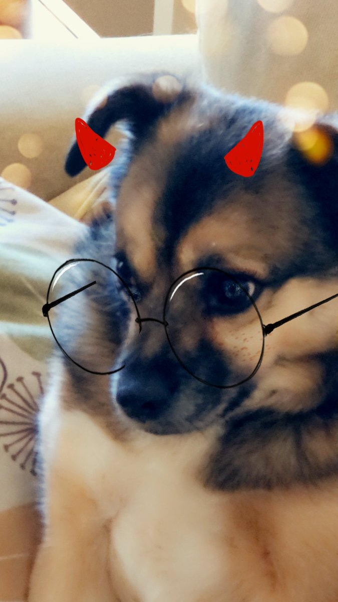 thehuskybean's tweet photo. My do look like he going to tell you to be quite in a library https://t.co/3Fv7zU4iWL