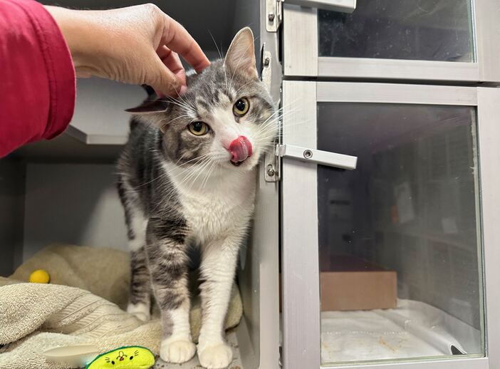 NYCDEATHROWCATS's tweet photo. THERE ARE 27 ANIMALS (9 CATS &amp; 18 DOGS) :( AT RISK FOR THURSDAY 8/3/23 DEADLINE IS NOON. PLEASE SHARE, FOSTER, ADOPT, TAG FRIENDS, POST TO SOCIAL MEDIA SITES, PLEDGE TO HELP SAVE THEIR LIVES. NEW PHOTOS https://t.co/Rt2PL8RaPy https://t.co/1m5CpMfT2a