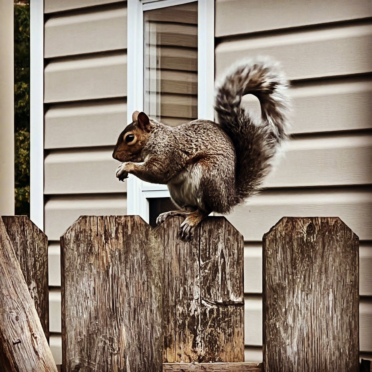 MarinaPiccioni's tweet photo. A photo a day for 2023
197 - 365
This guyโฆdestroying gardens all over NDG.
#squirrel #nature #squirrels #squirrelsofinstagram #wildlife #eichh #animals #squirrellove #squirrellife #naturephotography #rnchen #wildlifephotography #nuts #animal #photography #redsquirrel https://t.co/8yHwKl2Esp