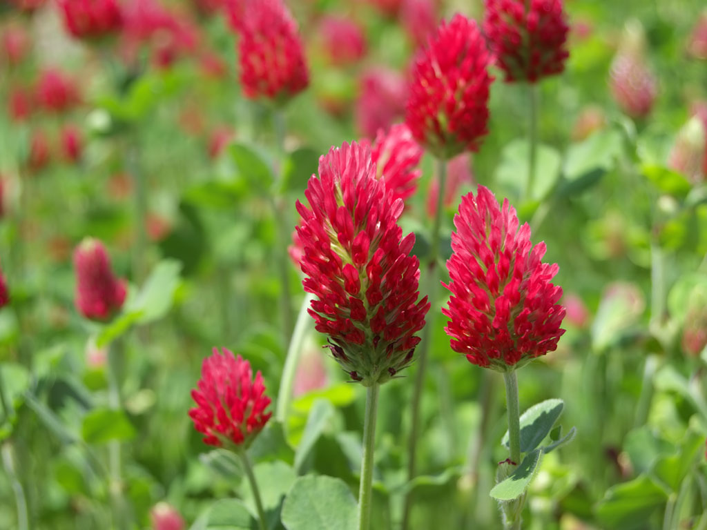 fioridemas's tweet photo. Oh, Trifolium...♡ 
( he caído a tus raíces, amado mío) https://t.co/c3hOAonl64