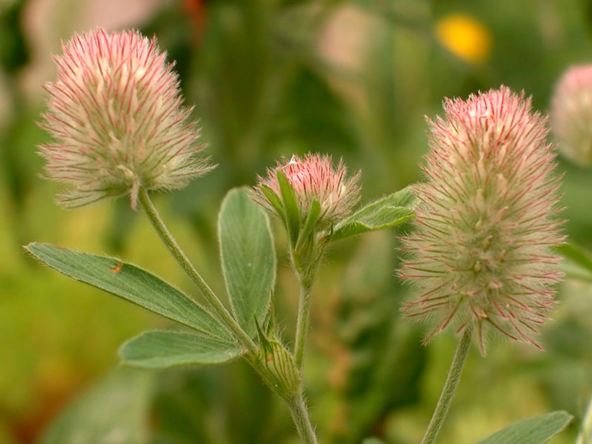 fioridemas's tweet photo. Oh, Trifolium...♡ 
( he caído a tus raíces, amado mío) https://t.co/c3hOAonl64