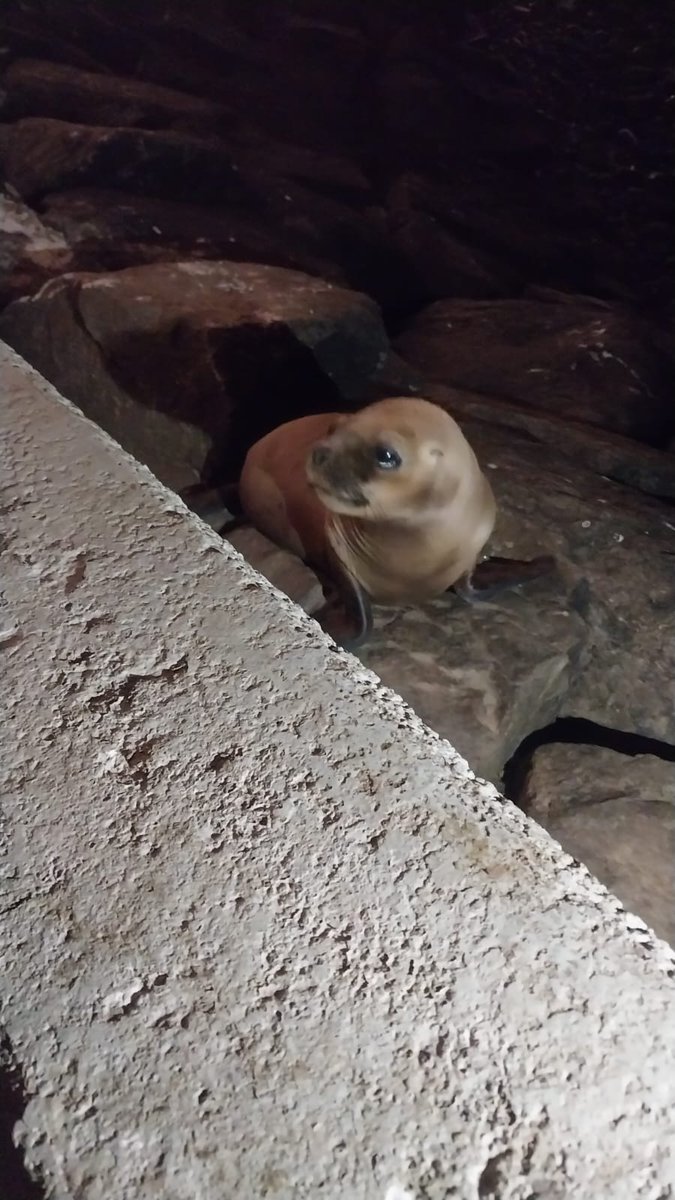 HernanInkarri's tweet photo. En la playa Punta Roquitas se encuentra varado un lobo de mar hace horas, la gente se acerca a querer acariciarlo o hacer que camine. Número institucional de @SerforPeru dice que no atiende a esta hora. https://t.co/EG3nLzYIvo