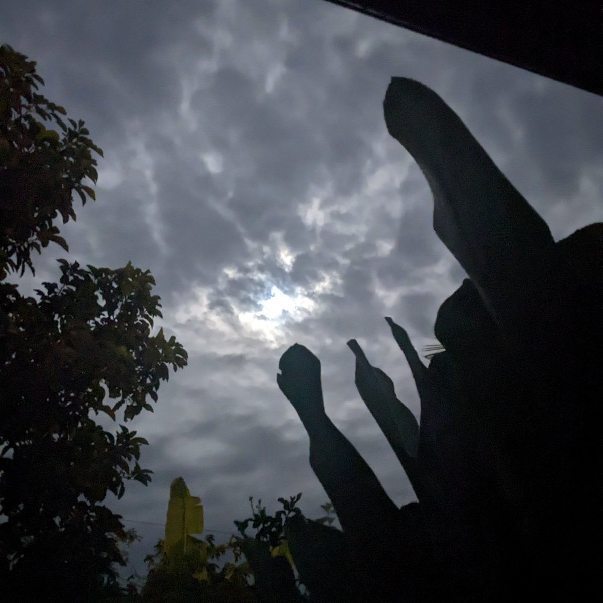 That's right trees I was giving the bird to the full moon last night as well