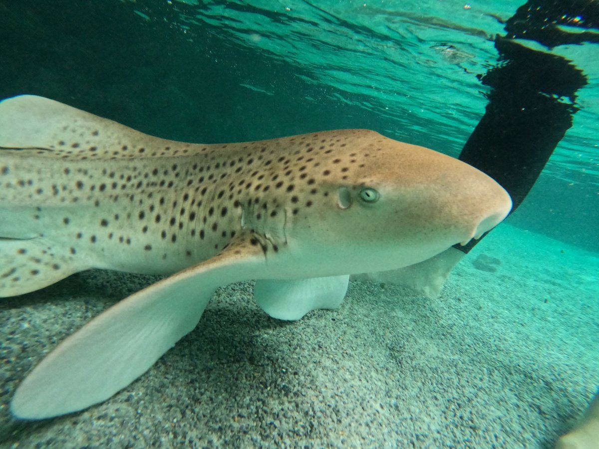 What a face!

Is there anything cuter than a #ZebraShark? 

🦓 🦈

#SharkEncounters #RayEncounters #PortStephens #FeelNSW #VisitNSW #IncrediblebyNature