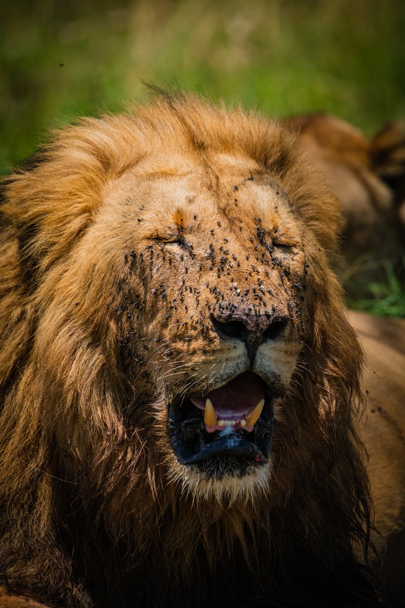 bownaankamal's tweet photo. Osapuk has real patience |Masai Mara | Kenya
.
.
#lionsofmasaimara #cutelion #bigcatsofafrica #bbcearth #maasaimara #animalsofinstagram #africananimals #animalsafari #natgeoadventure #natgeophotography #nature_perfection #biosapiens #bownaankamal #wildlions #natureconservation #africanlion #lions #nikonusa #saveouranimals #africanamazing #wildlife_through_lens_ #jawsafrica #itssokenya #bigcats #vikatanpixel