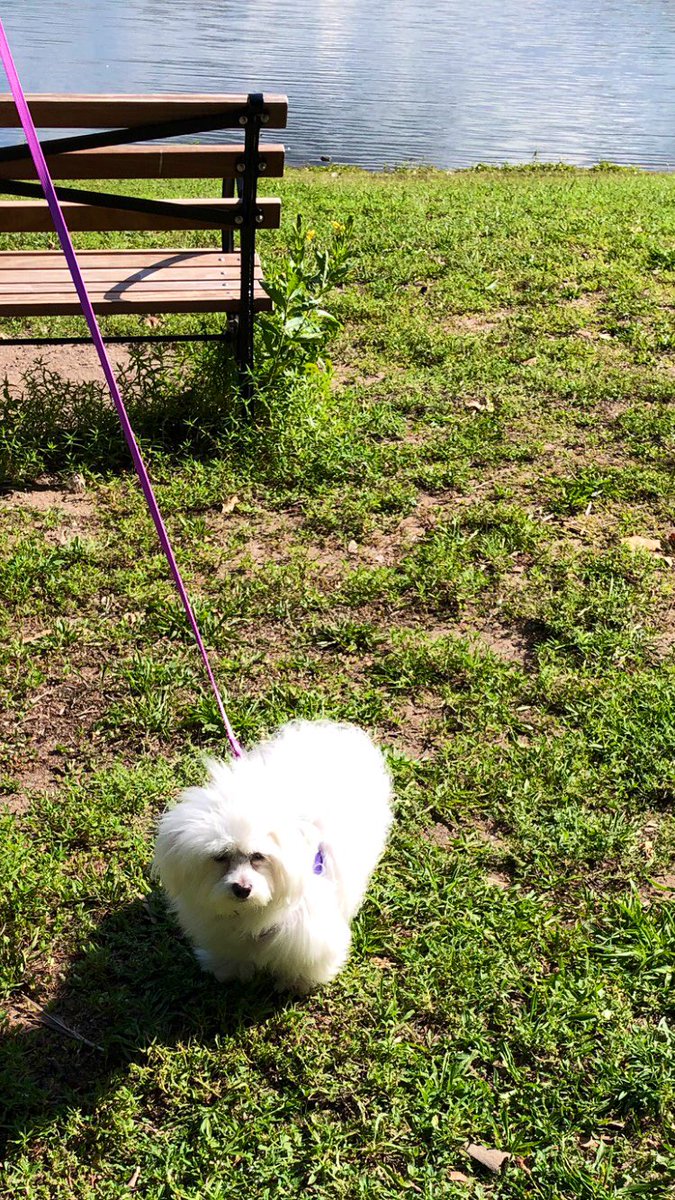 Jaxcarly0612's tweet photo. ….We had fun today!♥️ #Carly🤍 #Hayden🤍 #10MonthsOld #FunAtThePark🥰💞🐶☀️🐾 https://t.co/EFZQ500lAL