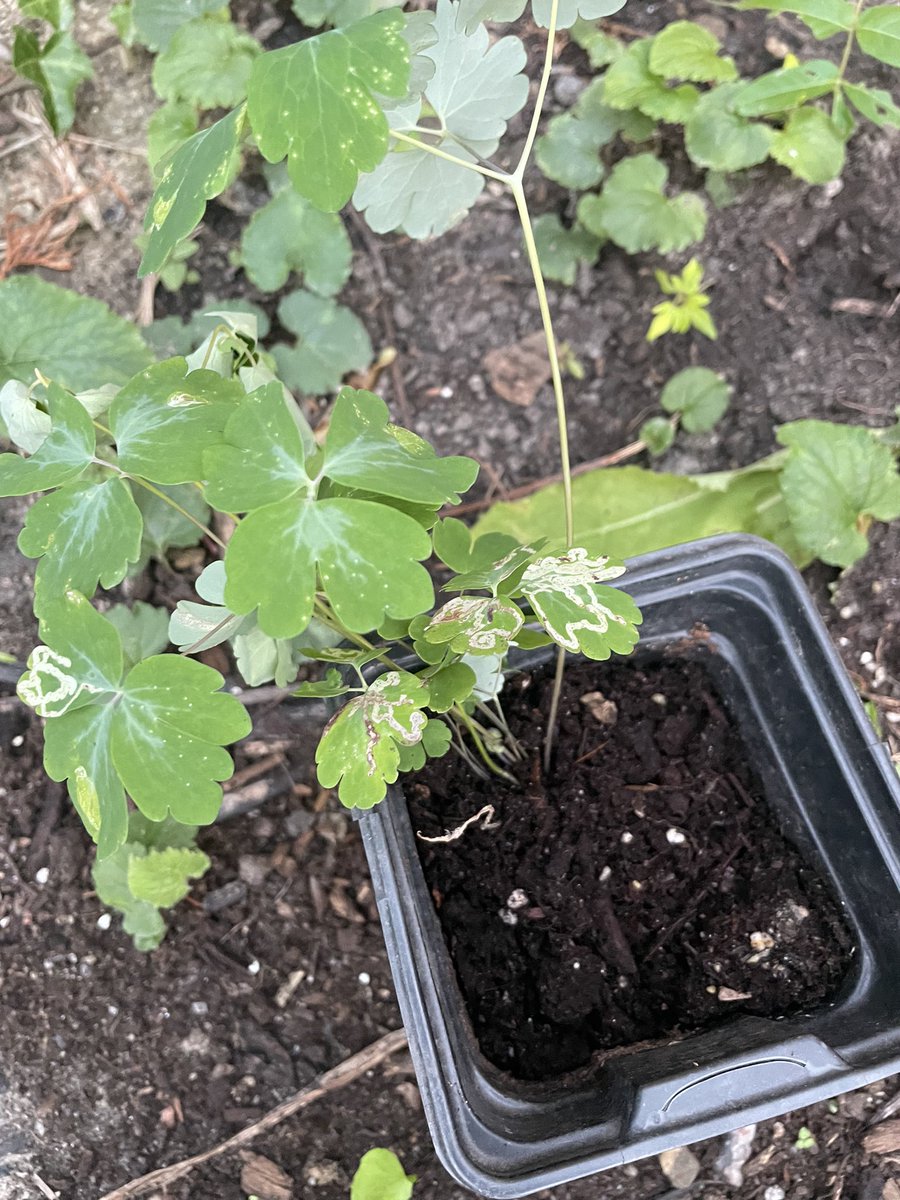 Rob Romano tweet media