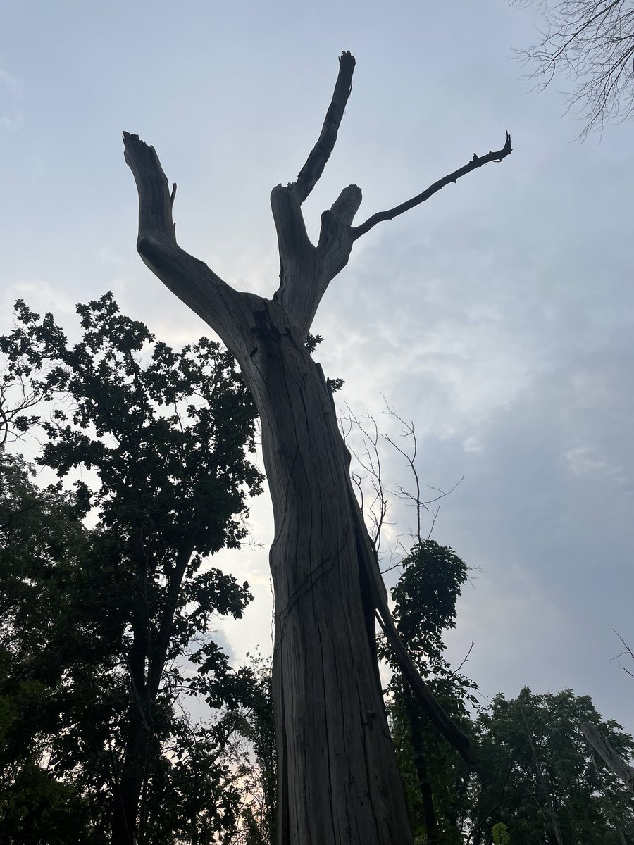 Rob Romano tweet media