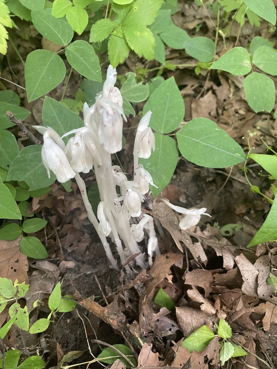 Rob Romano tweet media