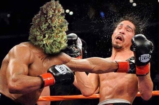 GeniusPothead 💹🧲 tweet media