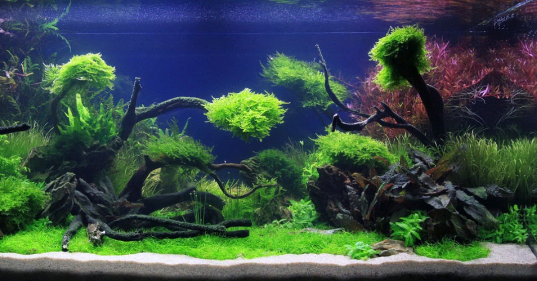 AW_SanDiego's tweet image. To gravel or not to gravel? The answers are awaiting you: bit.ly/3YbYaPr

.
#aquaticwarehouse #gravel #plants #plantstagram #aquariums #aquariumcare #fishtank #freshwater #plantedtank