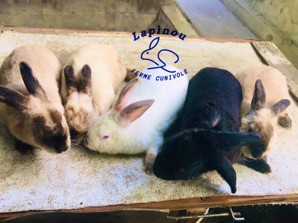 poulpanou's tweet photo. Elvaj lapen ton filye jenès la pa dwe neglije. #lapin #lapen #rabbit #conejo #kinikilti #cuniculture #rabbitfarm #lapinou https://t.co/ZHwKkxUnbQ