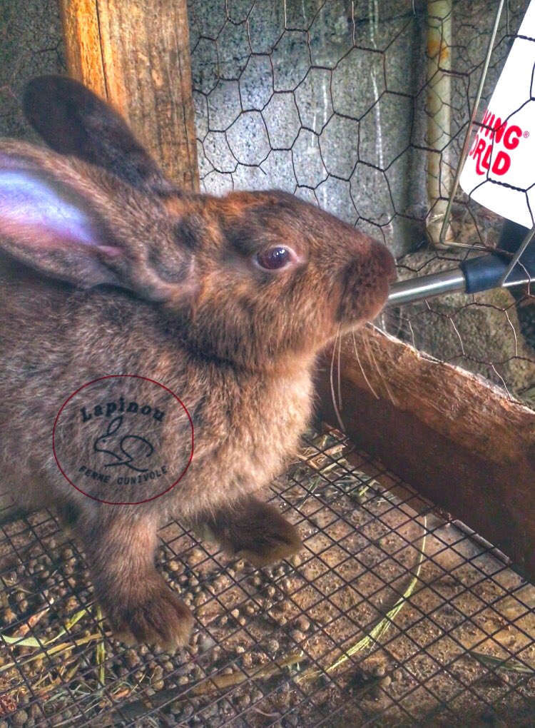 poulpanou's tweet photo. Elvaj lapen ton filye jenès la pa dwe neglije. #lapin #lapen #rabbit #conejo #kinikilti #cuniculture #rabbitfarm #lapinou https://t.co/ZHwKkxUnbQ