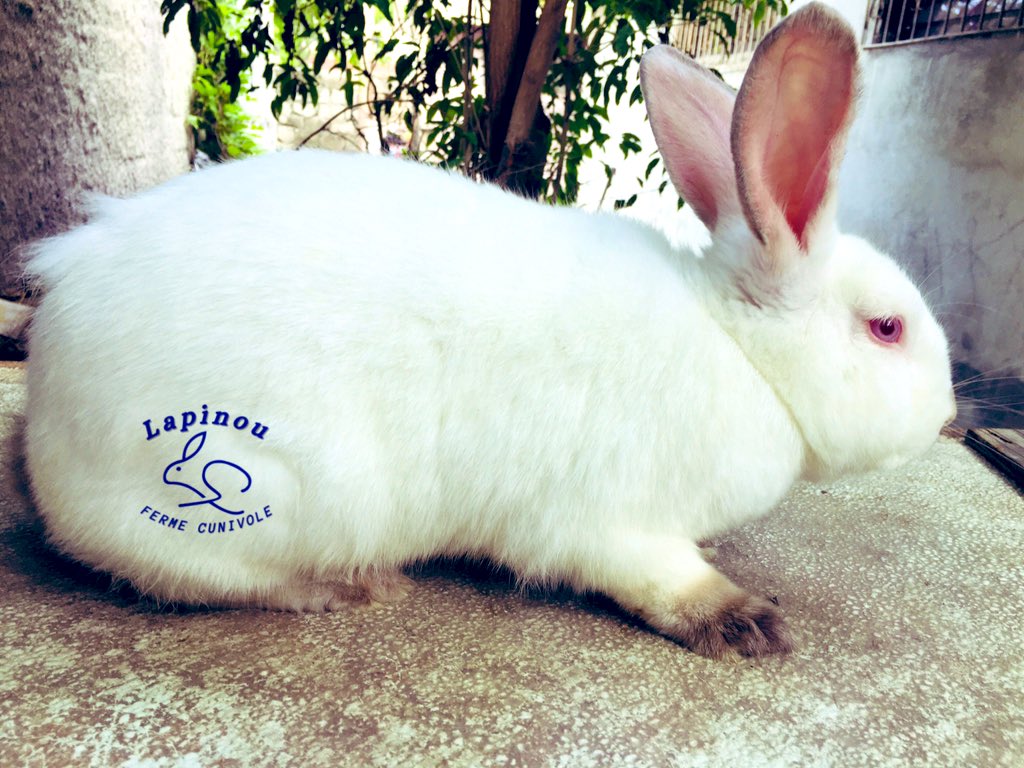 poulpanou's tweet photo. Elvaj lapen ton filye jenès la pa dwe neglije. #lapin #lapen #rabbit #conejo #kinikilti #cuniculture #rabbitfarm #lapinou https://t.co/ZHwKkxUnbQ