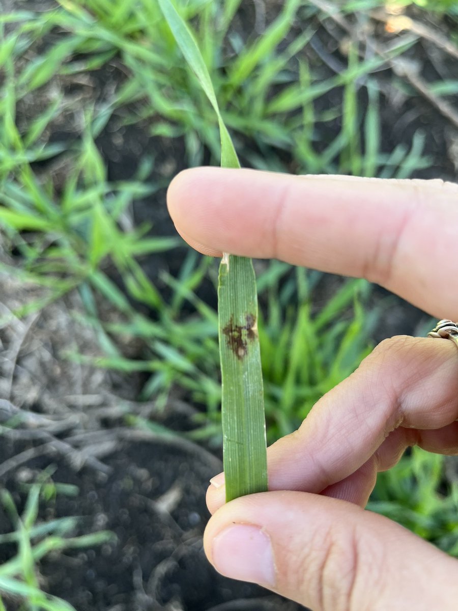 DeEstudiolab's tweet photo. Alguna cosita que se ve por ahí.. 🧫🦠 @CencerroAgro https://t.co/hsLuMnGrVv