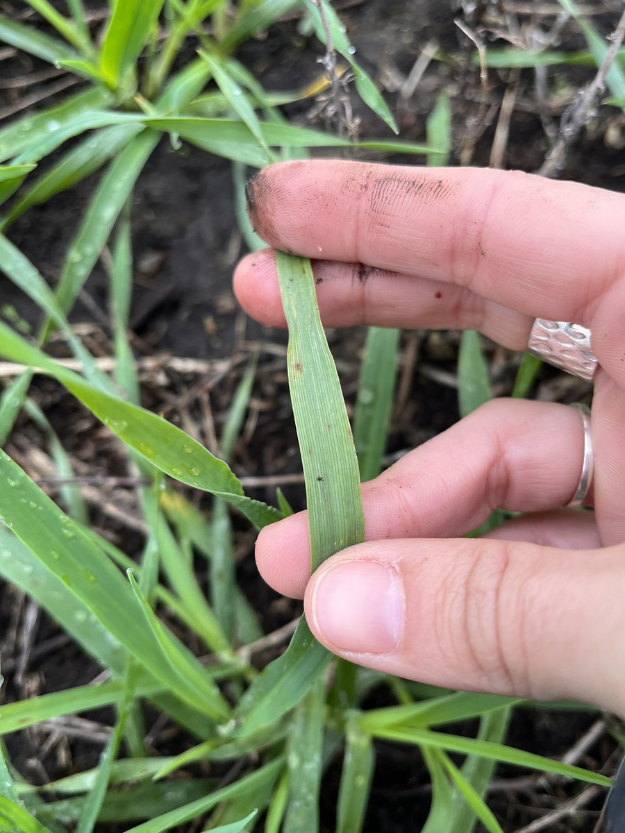 DeEstudiolab's tweet photo. Alguna cosita que se ve por ahí.. 🧫🦠 @CencerroAgro https://t.co/hsLuMnGrVv