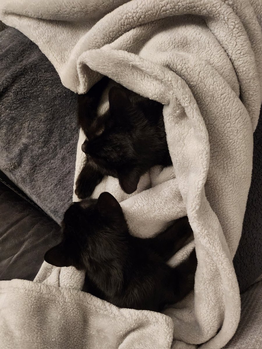 IssyMeharry's tweet photo. #CatOfTheDay Broxi n Bella @SusanCalman https://t.co/Sb08Xc3vXQ