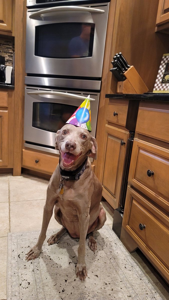 debbie0914's tweet photo. A belated Happy 14th Birthday to Grace! She is an amazing dog!!! https://t.co/Ll0n5HVxzA