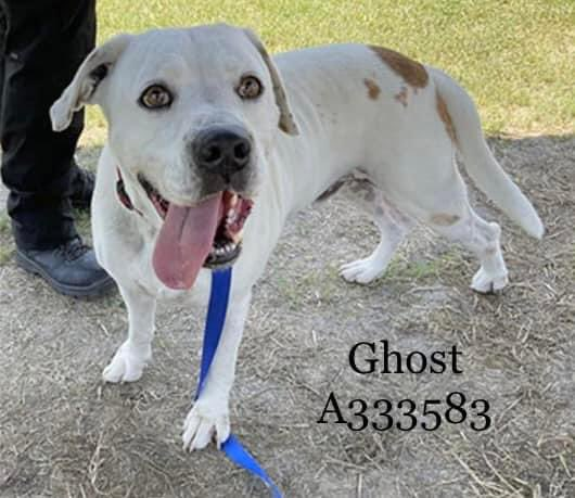 💙🐾GHOST👻🆘#A333583 5 Yrs 
🥇Passed In Playgroup Gr8t With O🦮
Sociable &amp; Calm Ok On 🪢 Leash Too
Loves Attention With Runs Or 🛁🫧🥰
Beautiful Sparkling Eyes😍
Please #Pledge B4🔖8/3/23 Noon📚
#CorpusChristiTX Wont Wait😢
📧ccacsrescues@cctexas.com
☎️361-826-4630
 #Rescuedogs