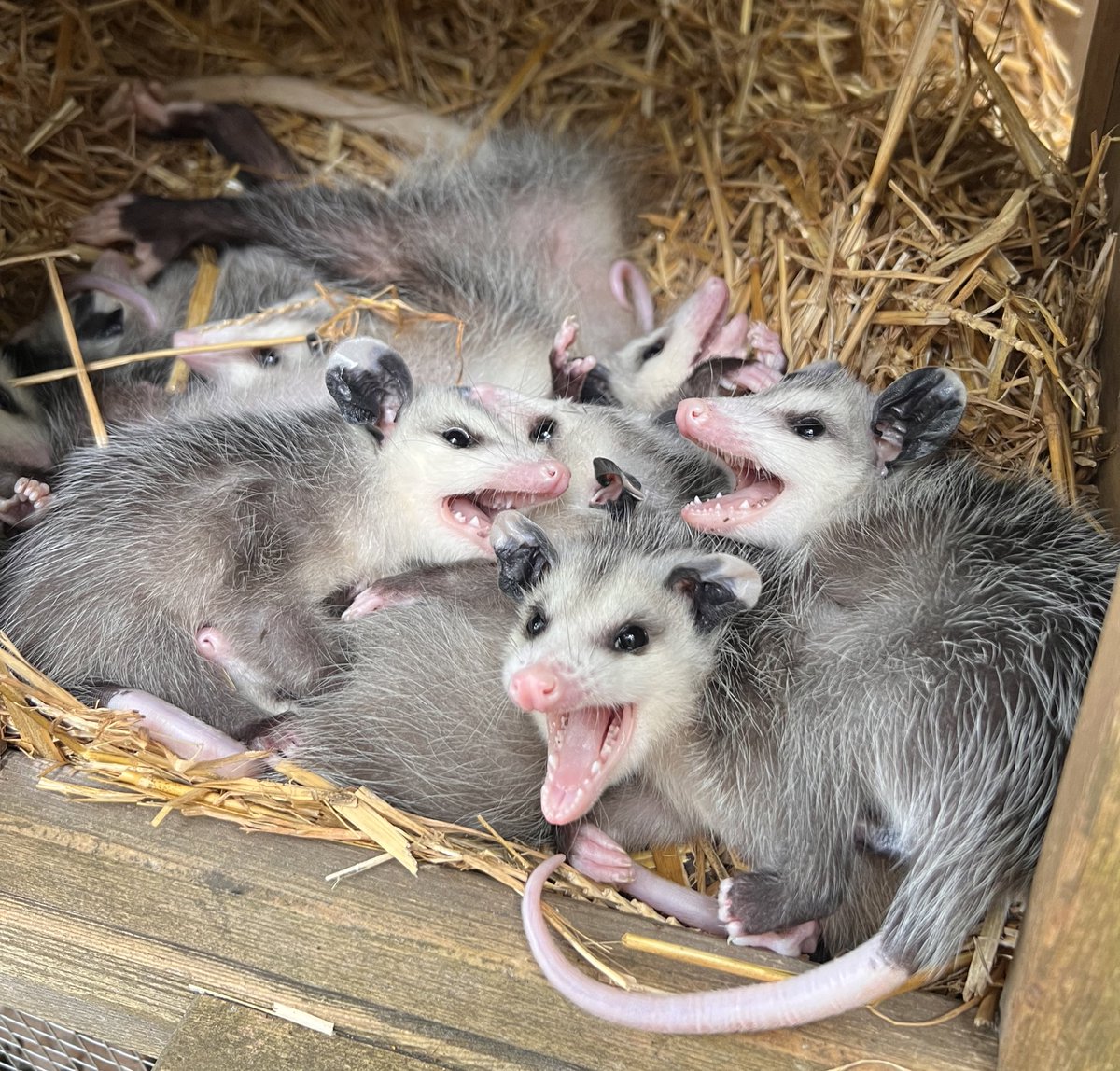 We’re done with Twitter now, right? Do we hang out on like, instagram, now? What is the plan? Unrelated. Here are some opossum babies.