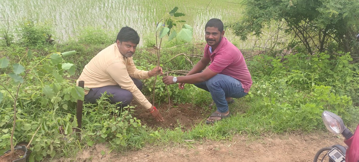 MpoNallabelly's tweet photo. Mass Plantation at Medapally Village of #Nallabelly Mandal of Warangal Dist. @Collector_WGL @TelanganaCMO @BReena28308863 @HiWarangal @HiHyderabad_ @PSRNSPT @prakashkuchana @SKUMARPatel21 @cprrd_ts @AnusruthRaot
@MoJSDDWS @swachhbharat @HarithaHaram
#TKHH https://t.co/t5RpzRIpiF