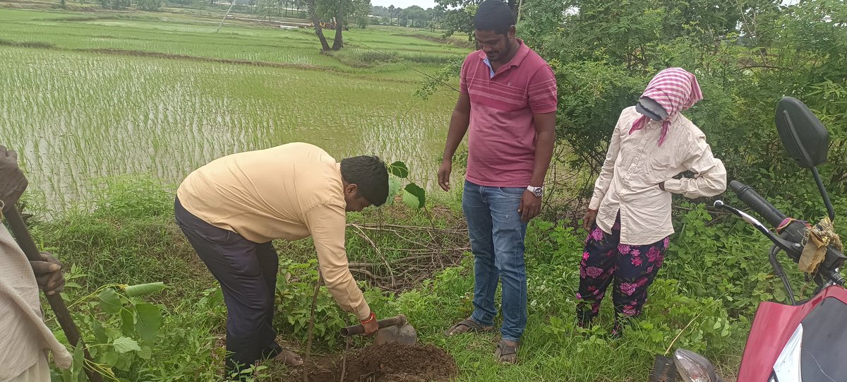MpoNallabelly's tweet photo. Mass Plantation at Medapally Village of #Nallabelly Mandal of Warangal Dist. @Collector_WGL @TelanganaCMO @BReena28308863 @HiWarangal @HiHyderabad_ @PSRNSPT @prakashkuchana @SKUMARPatel21 @cprrd_ts @AnusruthRaot
@MoJSDDWS @swachhbharat @HarithaHaram
#TKHH https://t.co/t5RpzRIpiF