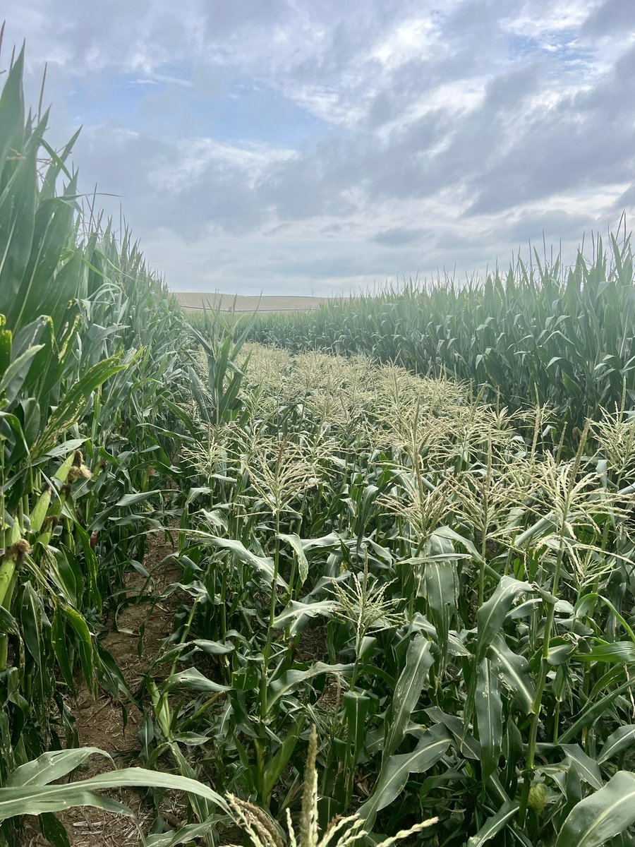 bethlutter's tweet image. POV: when you wander in the field  for 20 minutes trying to remember where the sweet corn is and the clouds part…