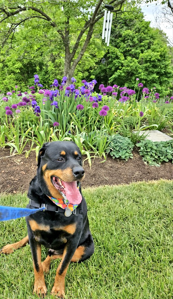 annielynnshea's tweet photo. "I had so much fun being @Violet_theNewfy's #PhotoChallenge special guest for July! Violet's family had some troubles at home, so #PhotoChallenge2023August is a bit delayed. Here's a bonus pic of me and some pretty flowers!" 🐾🐾
#DogsofTwitter
#PhotoChallenge2023July
#BonusPic https://t.co/WsyDgCOVC8