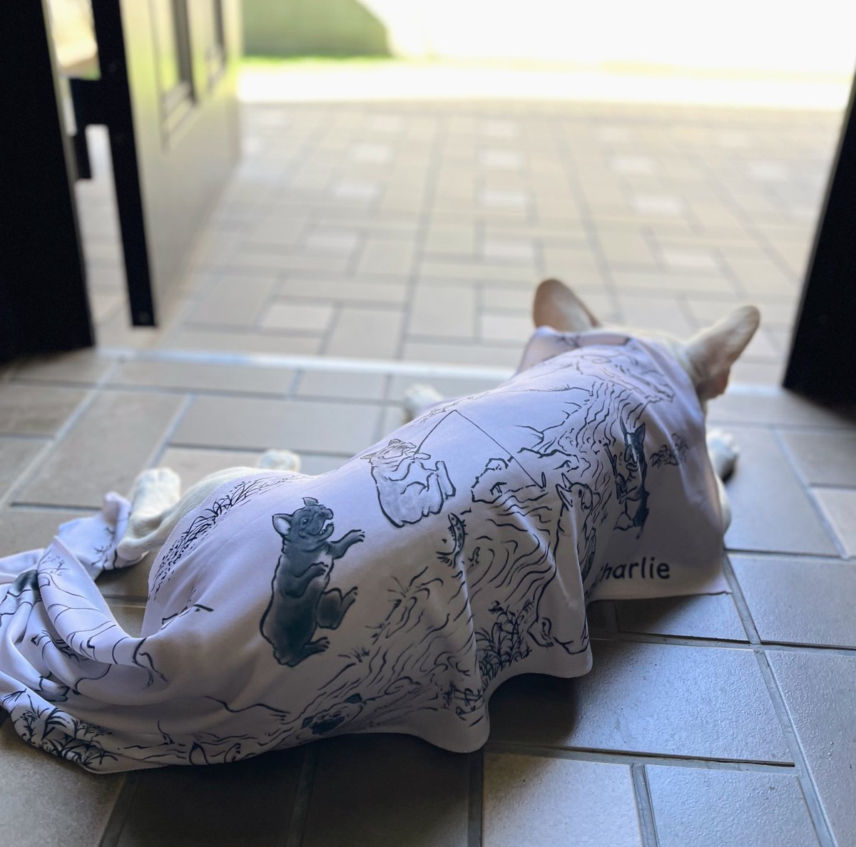 makyu_c5's tweet photo. 🏠帰ってきてから、
冷感タオルでクールダウン🧊
水で濡らすと、ひんやり冷たい☝️
すぐにカハカハ止まったよ😀
すごいねコレ!
気持ち良くなって寝ちゃったよ💤
#andCharlie #冷感タオル #フレンチブルドッグ #フレブル #寝顔 https://t.co/oMRn6B71wf