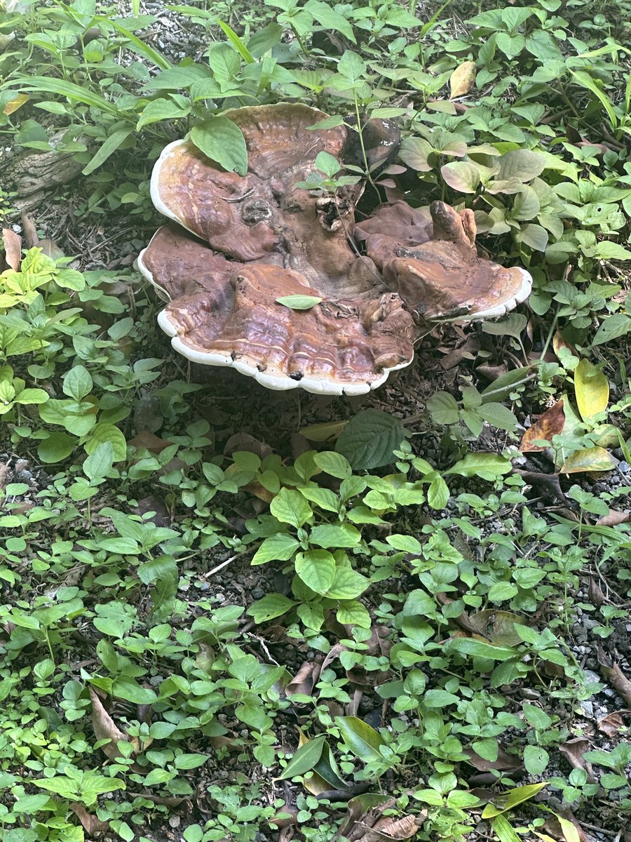 vicviz's tweet photo. @Fungi_Cosas hola qué tipo de hongo es? https://t.co/ifWMDjUY5G