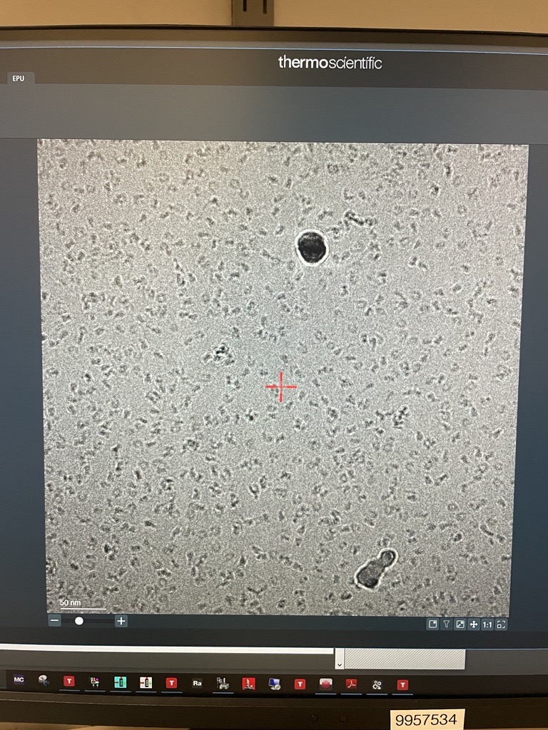 look, #DuchessGlacios can do nucleosomes too (first image from our new Glacios TEM with the ceta camera....) - thank you @HHMINEWS  and @CUArtsSciences for this glorious addition to #princessKrios.