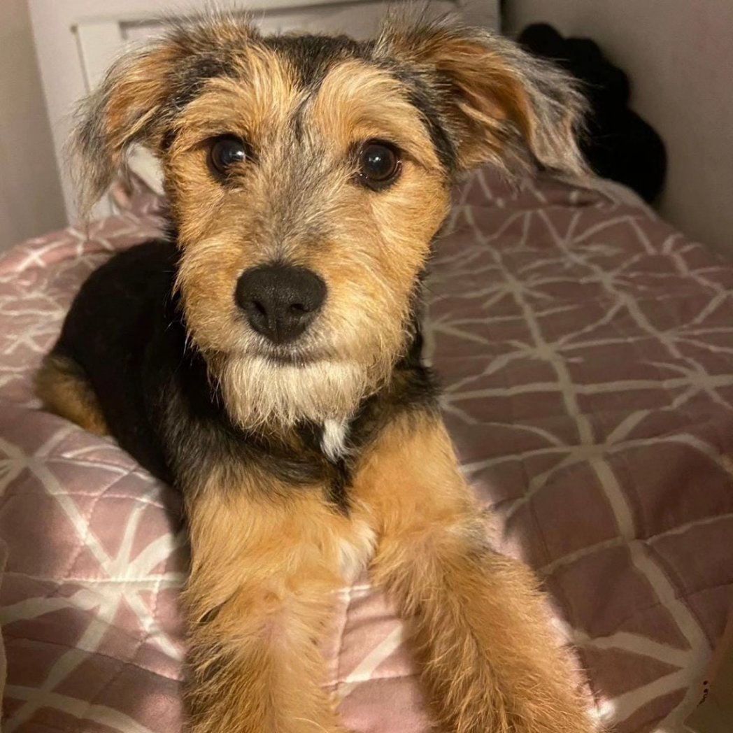Kristian_Mella's tweet photo. AQUI PARA USTEDES
Aqui el perrito de Ñuñoa. Su nombre desde hoy es #MyLov🐶
Estamos en casa de la veterinaria. No tenemos donde dejarlo. Buscando urgentemente temporal o adopción. Es regalón y algo timido. Tiene alrededor de 1 año. Es macho. https://t.co/Qoh36WwqrC