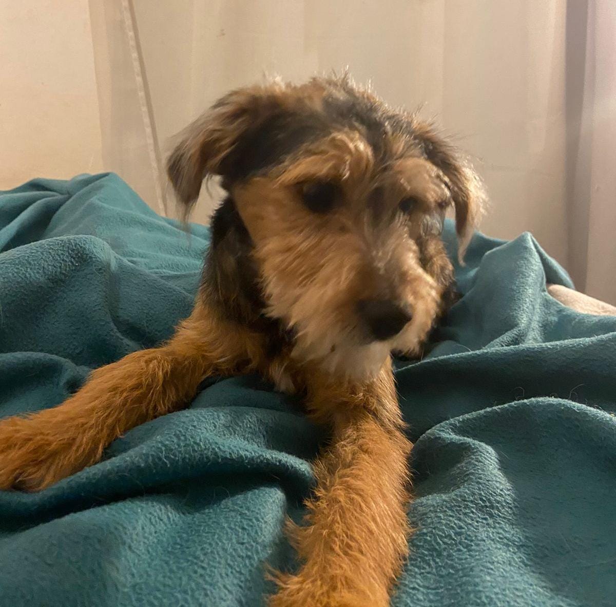 Kristian_Mella's tweet photo. AQUI PARA USTEDES
Aqui el perrito de Ñuñoa. Su nombre desde hoy es #MyLov🐶
Estamos en casa de la veterinaria. No tenemos donde dejarlo. Buscando urgentemente temporal o adopción. Es regalón y algo timido. Tiene alrededor de 1 año. Es macho. https://t.co/Qoh36WwqrC