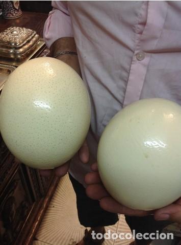 londononeta's tweet photo. Los huevos de Enzo Diaz https://t.co/i4xSboxDCj