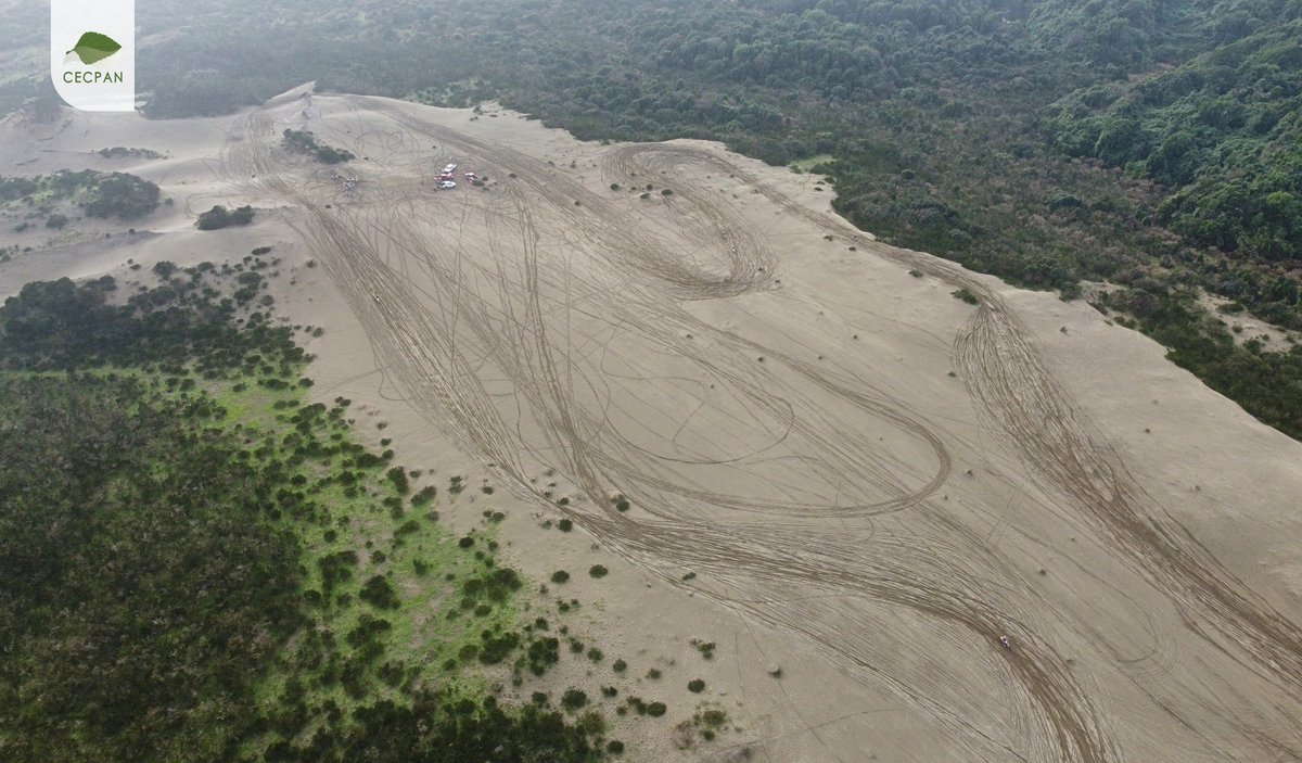 Esta destrucción sucedió el domingo en el Santuario de la Naturaleza Humedales de Chepu, Chiloé. Las ONGs+comunidad no podemos aparte de todo lo que hacemos, asumir un rol policial sobre Áreas Protegidas del Estado <a href="/Maisa_Rojas/">Maisa</a> <a href="/Monumentos_cl/">Consejo de Monumentos Nacionales de Chile</a> <a href="/DPPChiloe/">Delegación Presidencial Provincial de Chiloé</a> <a href="/Carabdechile/">Carabineros de Chile</a> <a href="/DGTM_Chile/">DIRECTEMAR - Armada de Chile</a>