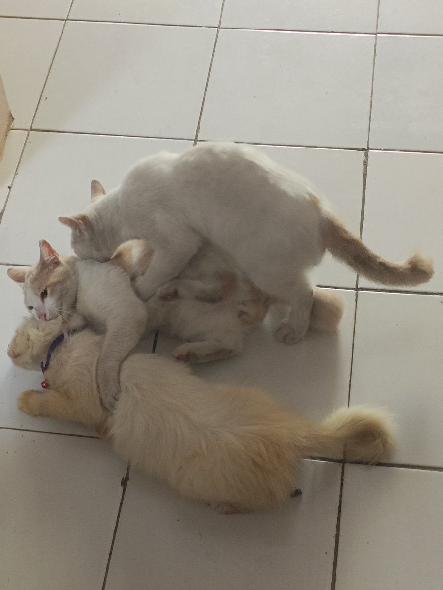 kitra25's tweet photo. @kochengfs kucingku malah tthreesome 😭 https://t.co/MmRFLETewD