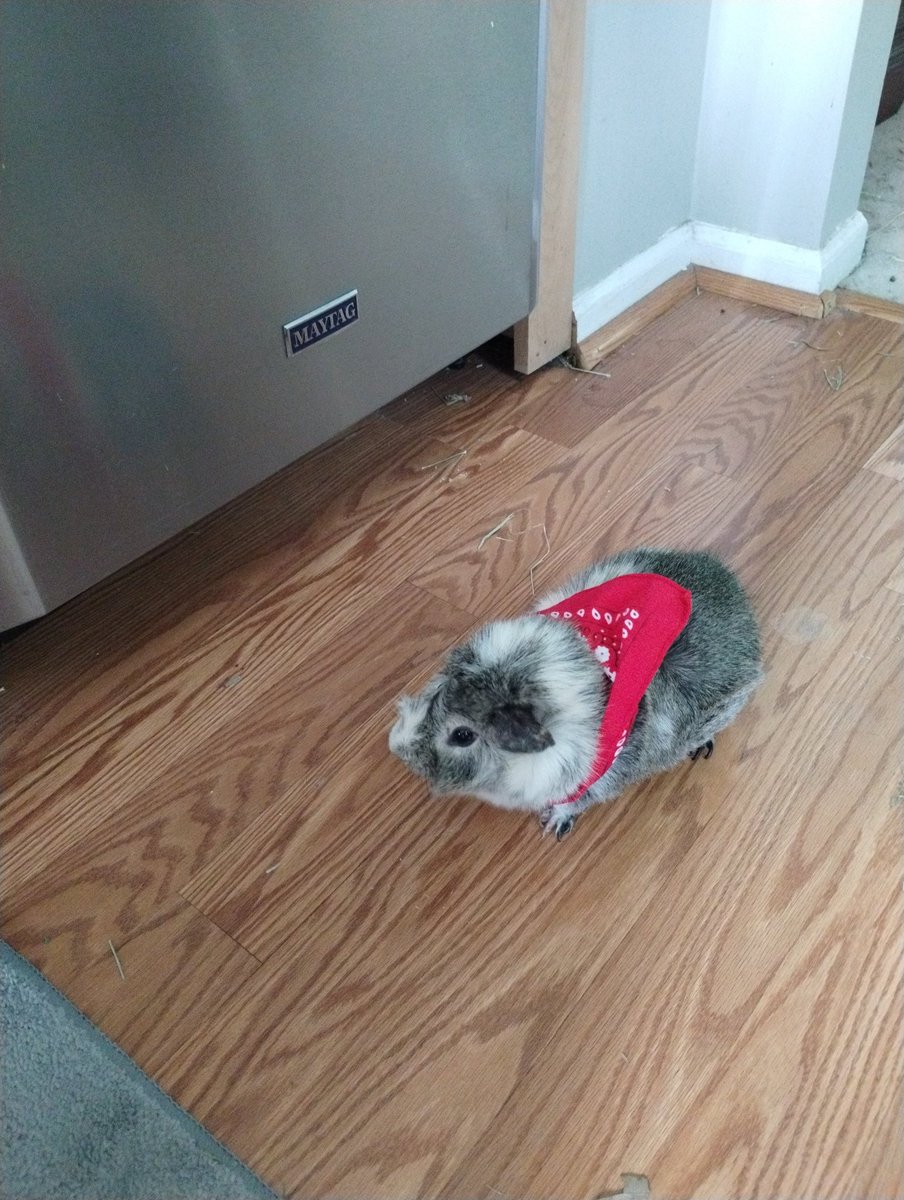 Elizabeth Gregory tweet media