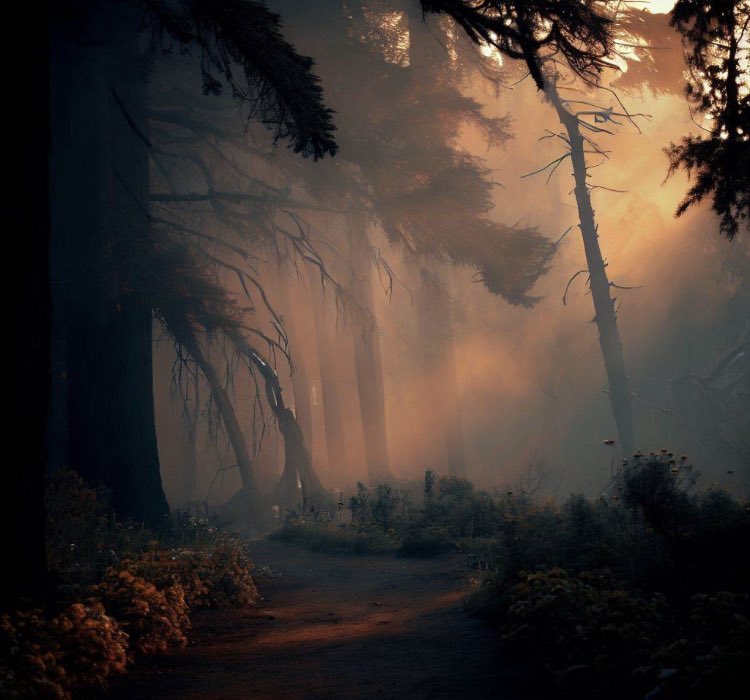 JourneyT0TheSon's tweet photo. evening walk precipitated by smoldering fire extinguished a few miles away. the ancient forest animals and plants are so very grateful #GratefulEveningWalk #AncientForestLife #NatureResilience #SmolderingFire #AppreciatingNature https://t.co/e45Mt8XcNG
