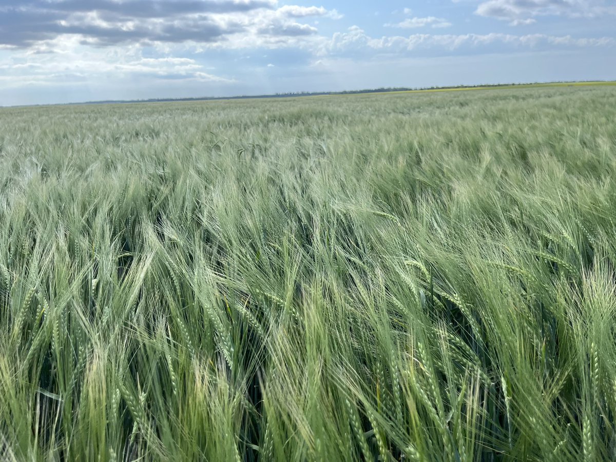 AAC Lariat barley looking strong despite the lack of rain.
<a href="/RickCANTERRA/">Rick Love</a> 
<a href="/CANTERRABD/">Brent Derkatch</a> 
<a href="/canterraseeds/">CANTERRA SEEDS</a>