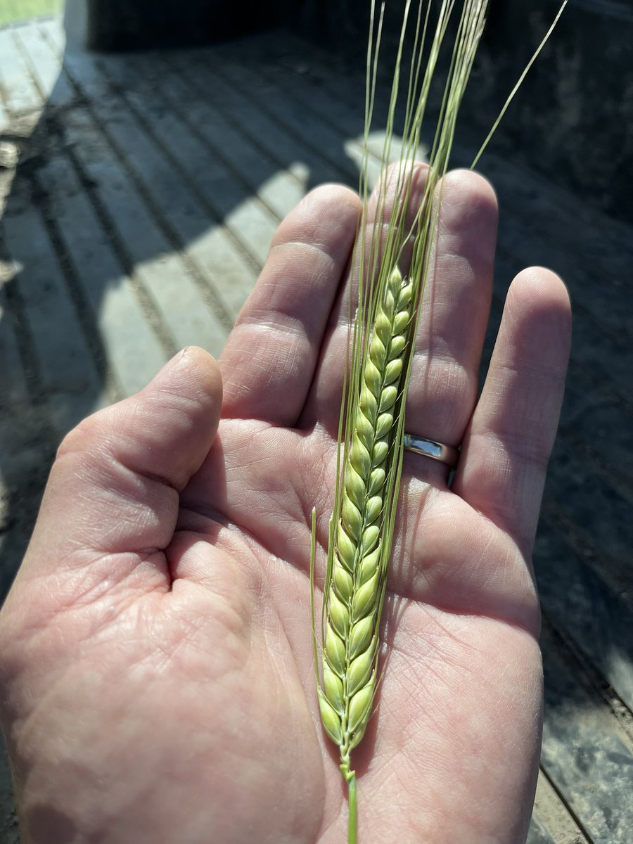 JimwilsonJim's tweet photo. AAC Lariat barley looking strong despite the lack of rain.
@RickCANTERRA 
@CANTERRABD 
@canterraseeds https://t.co/xpO06ihHYq