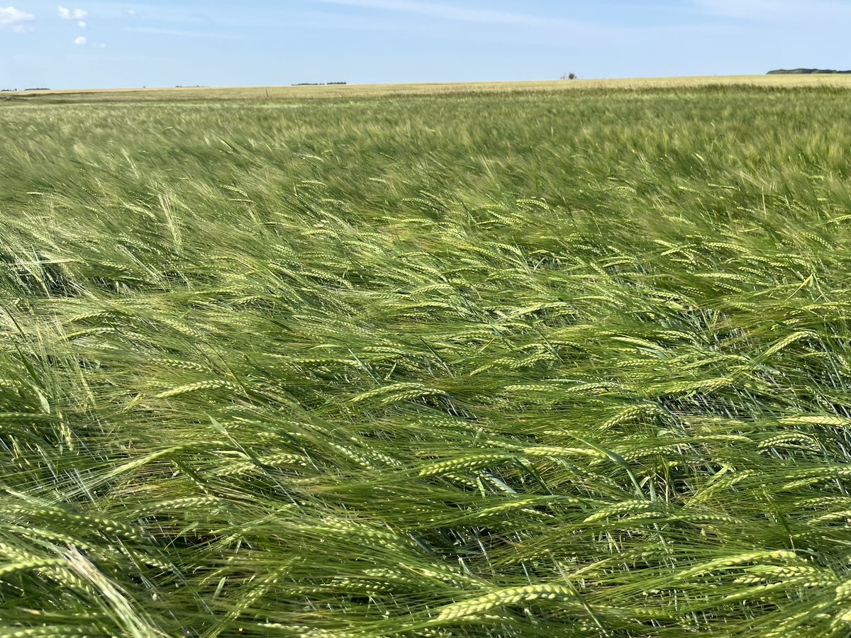 JimwilsonJim's tweet photo. AAC Lariat barley looking strong despite the lack of rain.
@RickCANTERRA 
@CANTERRABD 
@canterraseeds https://t.co/xpO06ihHYq