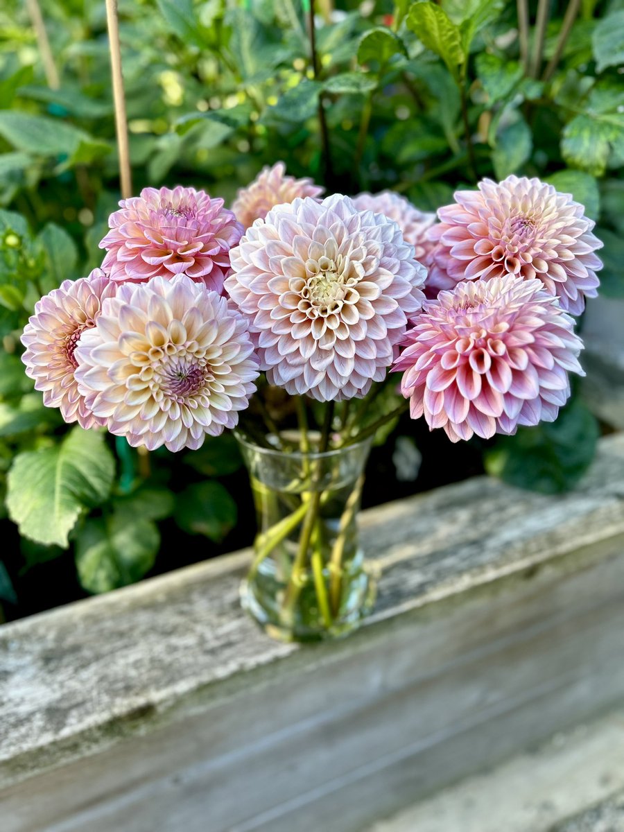 karenhamberg's tweet photo. Such happy flowers … https://t.co/qc4tWbYYio