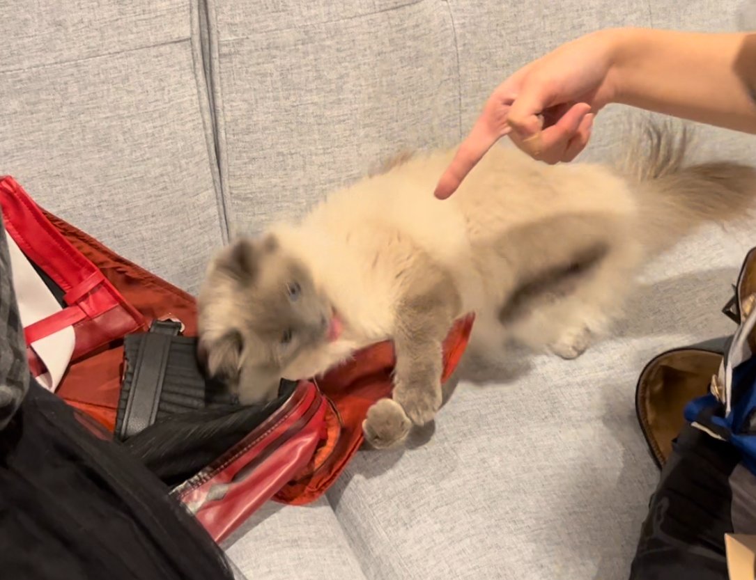 sleepyfyuu's tweet photo. turned out my cat simps for Diluc https://t.co/rk3vnZREBA