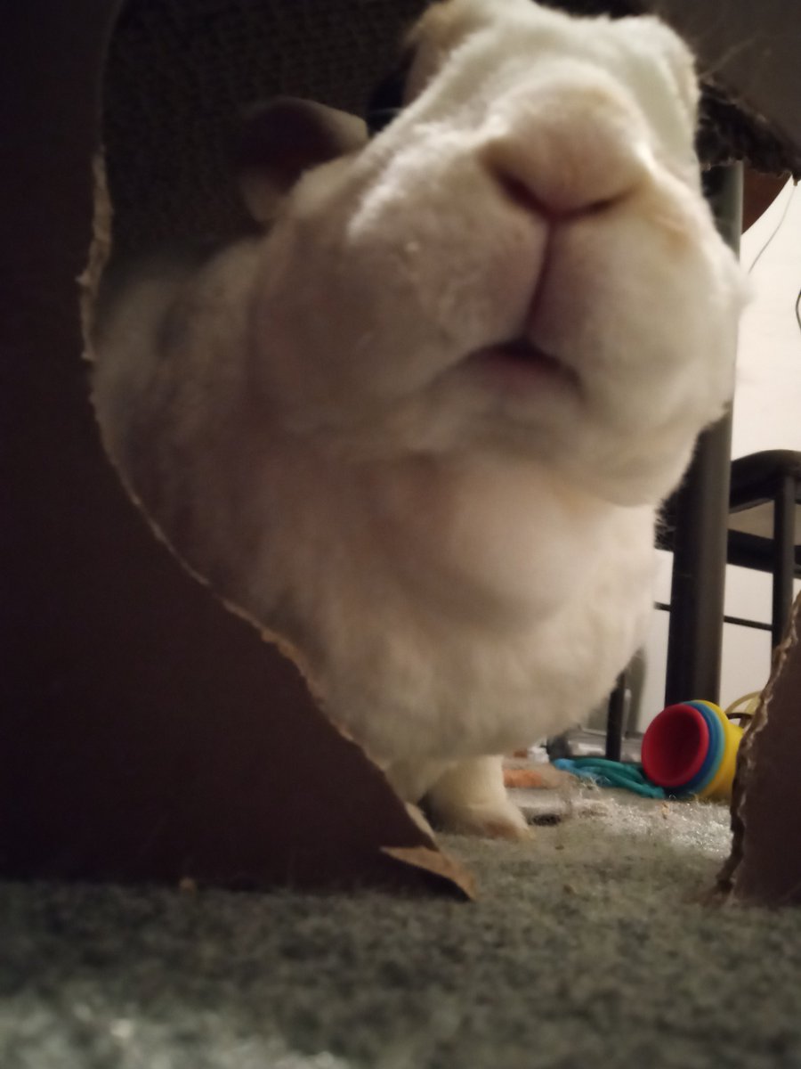 floorsharkmomma's tweet photo. MOUF #CloverRex #houserabbit #rexbreed https://t.co/aBCa7JTM73