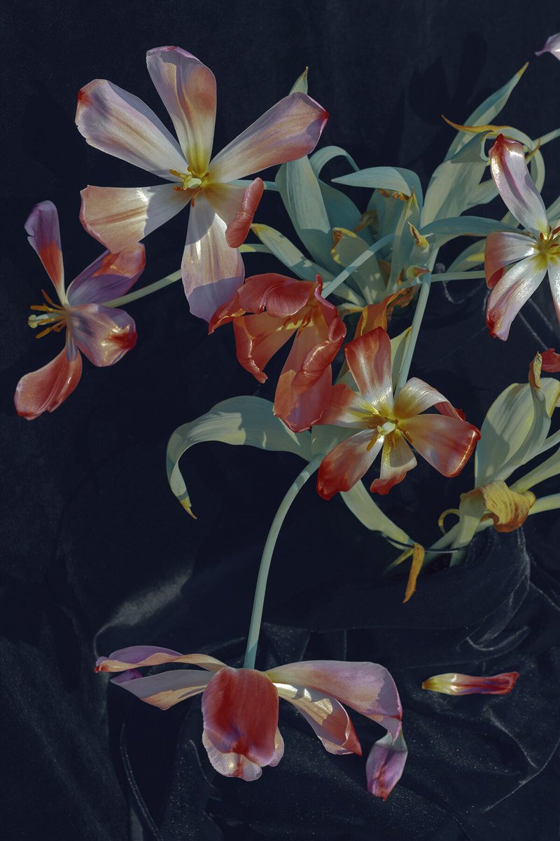 "Your face expanded my language and yet I cared only for your name."