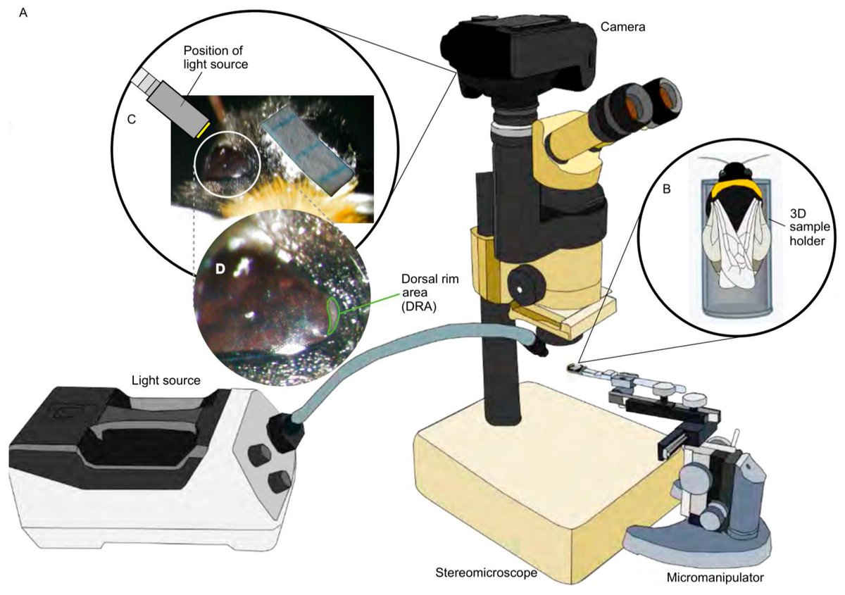 Insects_MDPI's tweet photo. #insects Paper Published
📚Novel Methodology for Localizing and Studying Insect Dorsal Rim Area #Morphology in 2D and 3D
By Vun Wen Jie et al.
📷https://t.co/OZIp4BRvxC
#dorsalrimarea #allometry #bumblebee https://t.co/xfA2YNIlmG